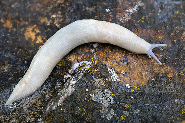 Schwarzer Schnegel (Limax cinereoniger)