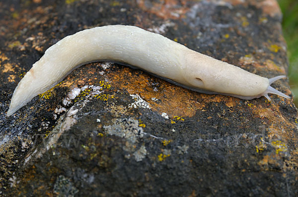 Schwarzer Schnegel (Limax cinereoniger)