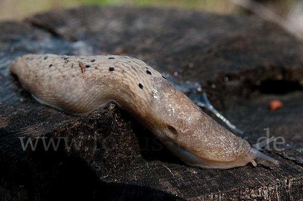 Schwarzer Schnegel (Limax cinereoniger)