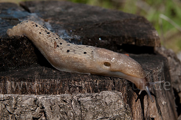 Schwarzer Schnegel (Limax cinereoniger)