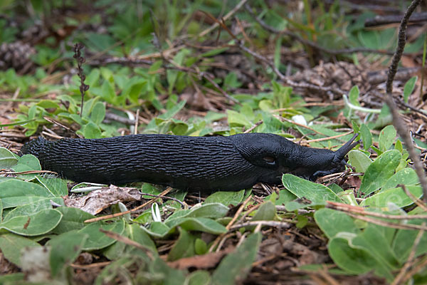 Schwarzer Schnegel (Limax cinereoniger)