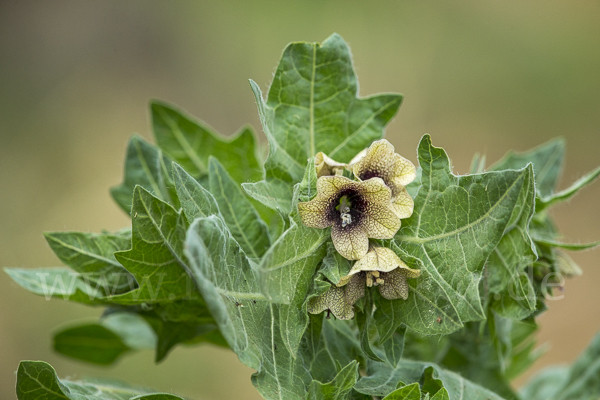 Schwarzes Bilsenkraut (Hyoscyamus niger)