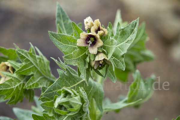 Schwarzes Bilsenkraut (Hyoscyamus niger)