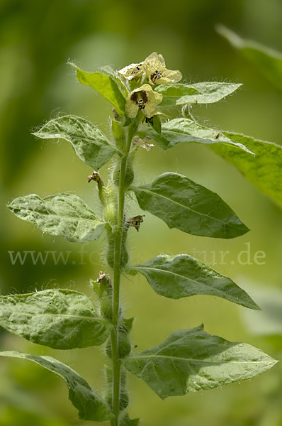 Schwarzes Bilsenkraut (Hyoscyamus niger)