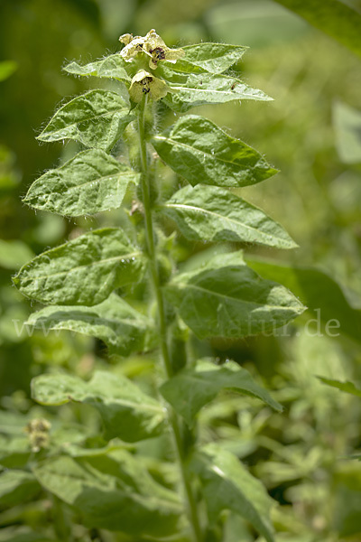 Schwarzes Bilsenkraut (Hyoscyamus niger)