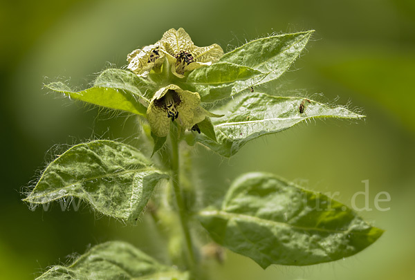 Schwarzes Bilsenkraut (Hyoscyamus niger)