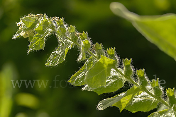 Schwarzes Bilsenkraut (Hyoscyamus niger)