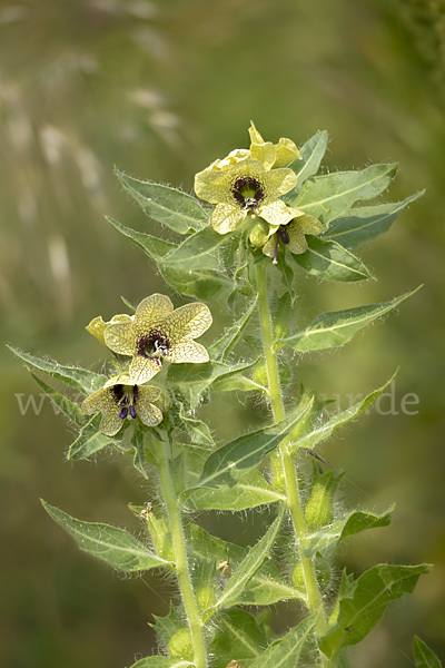 Schwarzes Bilsenkraut (Hyoscyamus niger)