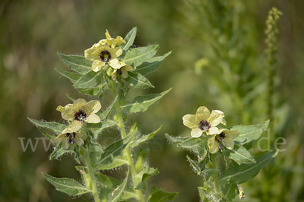 Schwarzes Bilsenkraut (Hyoscyamus niger)