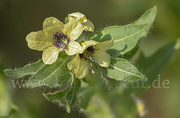 Schwarzes Bilsenkraut (Hyoscyamus niger)