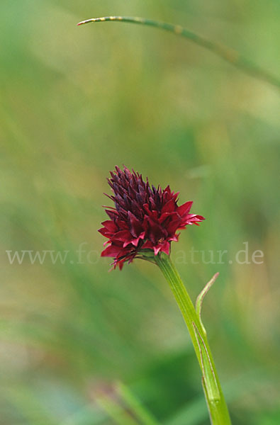 Schwarzes Kohlröschen (Nigritella rhellicani)