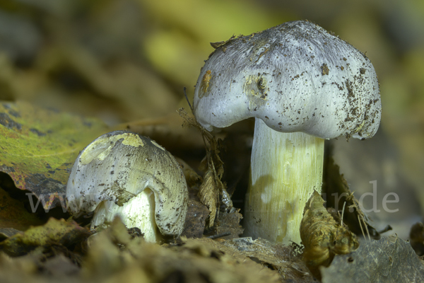 Schwarzfaseriger Ritterling (Tricholoma portentosum)