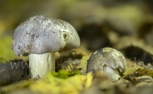 Schwarzfaseriger Ritterling (Tricholoma portentosum)