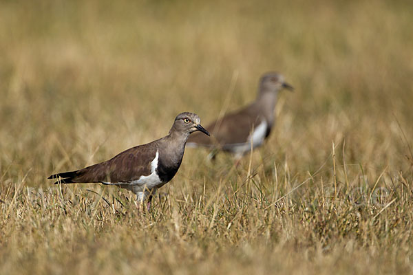 Schwarzflügelkiebitz (Vanellus melanopterus)