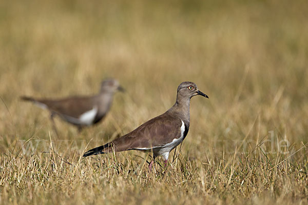 Schwarzflügelkiebitz (Vanellus melanopterus)