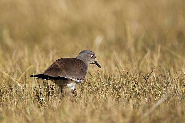 Schwarzflügelkiebitz (Vanellus melanopterus)