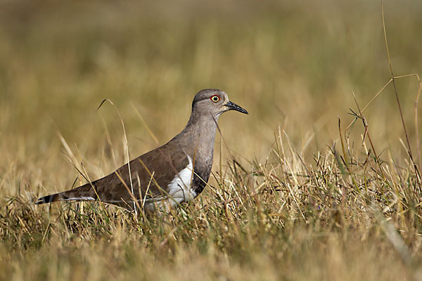 Schwarzflügelkiebitz (Vanellus melanopterus)