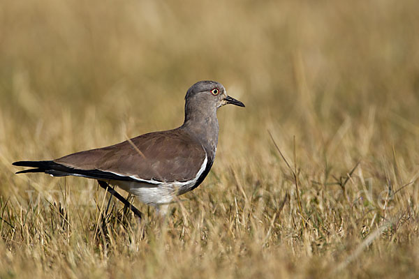 Schwarzflügelkiebitz (Vanellus melanopterus)