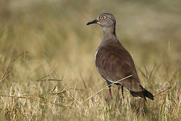 Schwarzflügelkiebitz (Vanellus melanopterus)