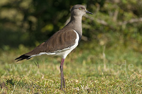 Schwarzflügelkiebitz (Vanellus melanopterus)