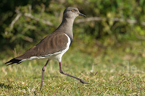 Schwarzflügelkiebitz (Vanellus melanopterus)