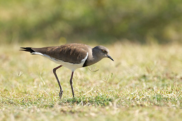 Schwarzflügelkiebitz (Vanellus melanopterus)