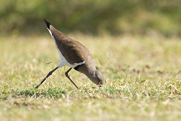 Schwarzflügelkiebitz (Vanellus melanopterus)