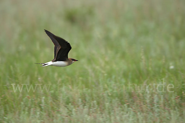 Schwarzflüglige Brachschwalbe (Glareola nordmanni)