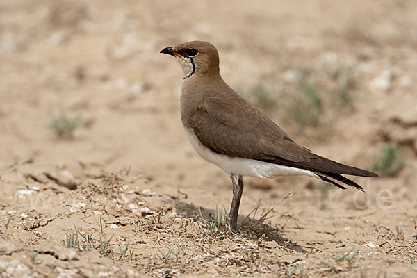 Schwarzflüglige Brachschwalbe (Glareola nordmanni)