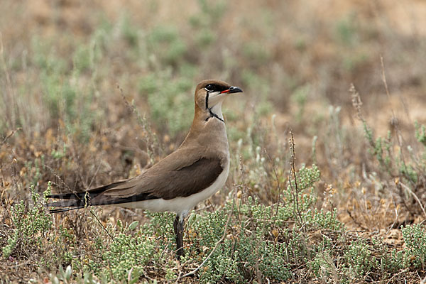 Schwarzflüglige Brachschwalbe (Glareola nordmanni)