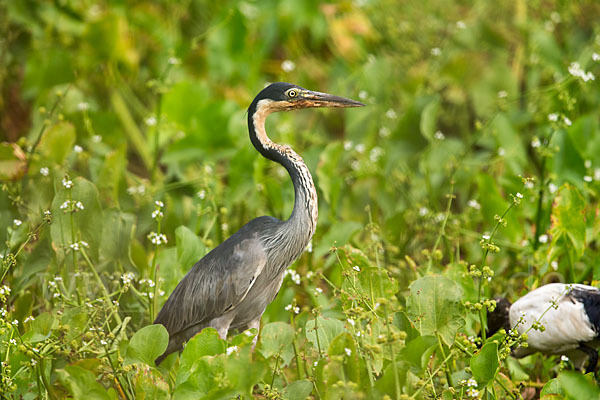 Schwarzhalsreiher (Ardea melanocephala)