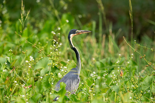 Schwarzhalsreiher (Ardea melanocephala)