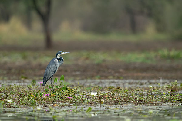 Schwarzhalsreiher (Ardea melanocephala)