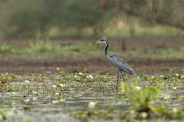 Schwarzhalsreiher (Ardea melanocephala)