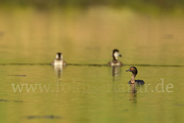 Schwarzhalstaucher (Podiceps nigricollis)