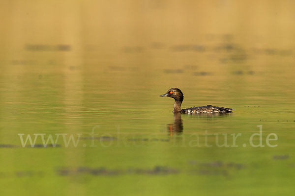 Schwarzhalstaucher (Podiceps nigricollis)