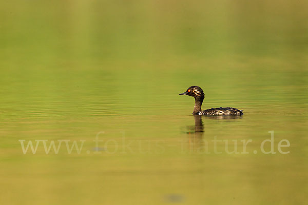 Schwarzhalstaucher (Podiceps nigricollis)