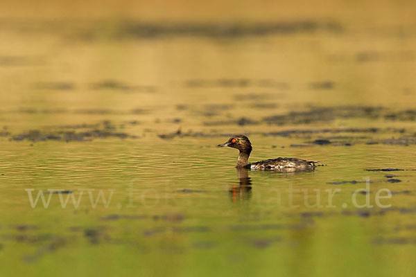 Schwarzhalstaucher (Podiceps nigricollis)