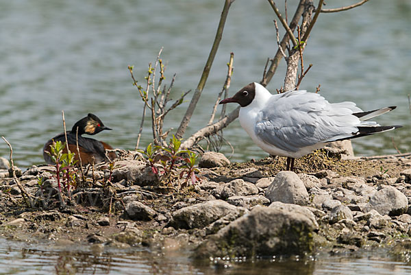 Schwarzhalstaucher (Podiceps nigricollis)