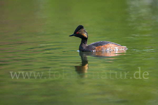 Schwarzhalstaucher (Podiceps nigricollis)