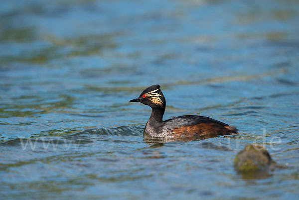 Schwarzhalstaucher (Podiceps nigricollis)