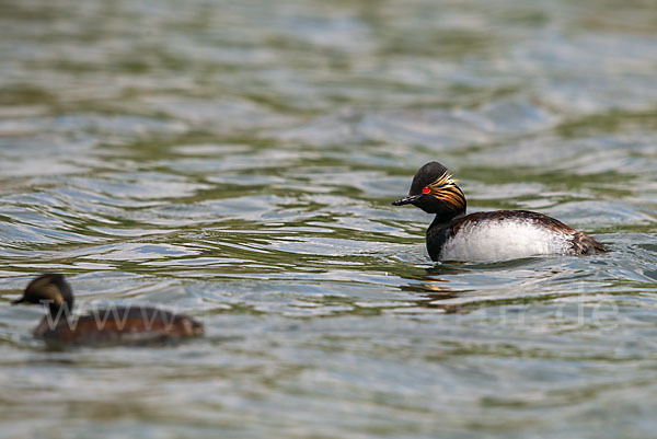 Schwarzhalstaucher (Podiceps nigricollis)