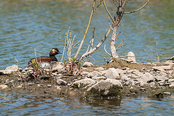 Schwarzhalstaucher (Podiceps nigricollis)