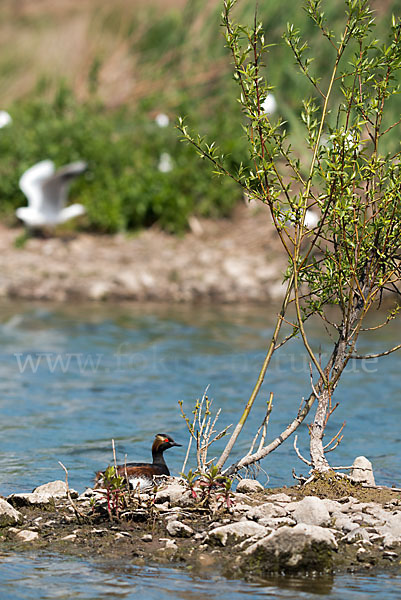 Schwarzhalstaucher (Podiceps nigricollis)