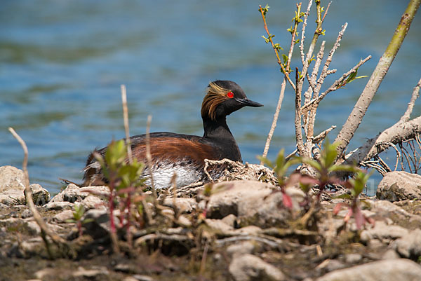 Schwarzhalstaucher (Podiceps nigricollis)