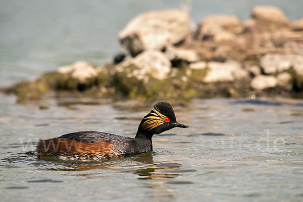 Schwarzhalstaucher (Podiceps nigricollis)