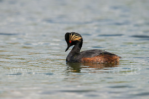 Schwarzhalstaucher (Podiceps nigricollis)