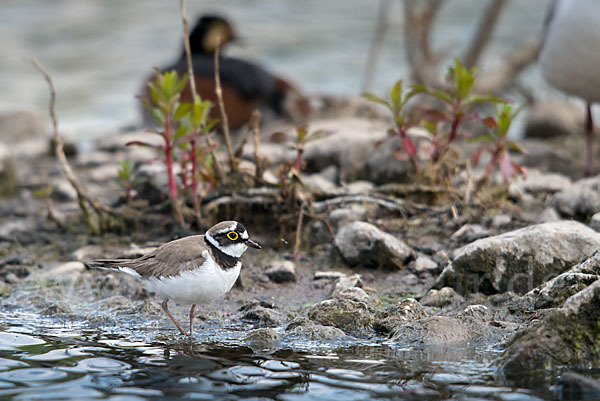 Schwarzhalstaucher (Podiceps nigricollis)