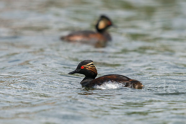 Schwarzhalstaucher (Podiceps nigricollis)