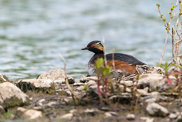 Schwarzhalstaucher (Podiceps nigricollis)